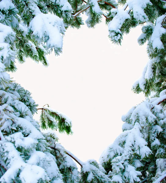 雪の fir 枝。雪のクリスマス ツリー. — ストック写真