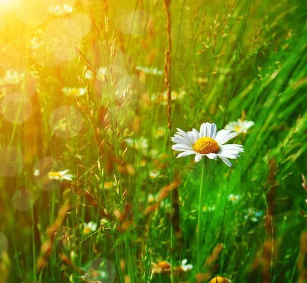 甘菊中的草地上有阳光的日子. — 图库照片