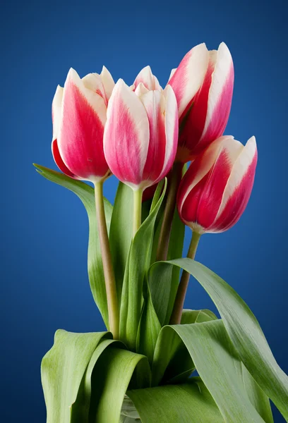 Tulipanes. ramo de flores rojas. — Foto de Stock