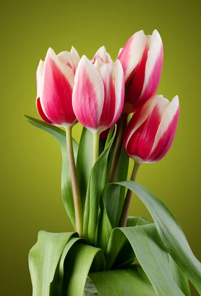 Tulipanes. ramo de flores rojas. — Foto de Stock