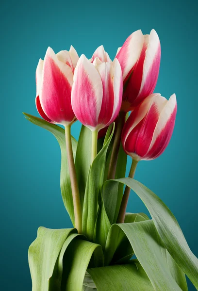 Tulipanes. ramo de flores rojas. — Foto de Stock