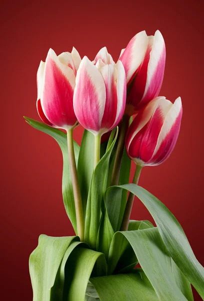 Tulipes. bouquet de fleurs rouges. — Photo