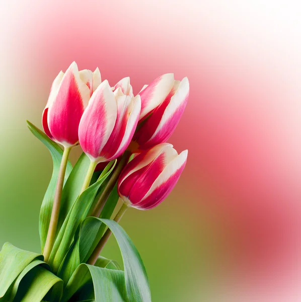 Tulipani. — Foto Stock