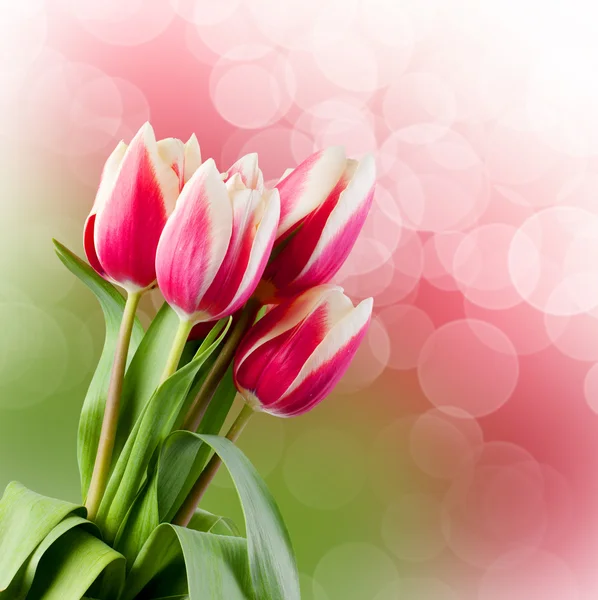 Tulipanes. tarjeta de regalo. — Foto de Stock