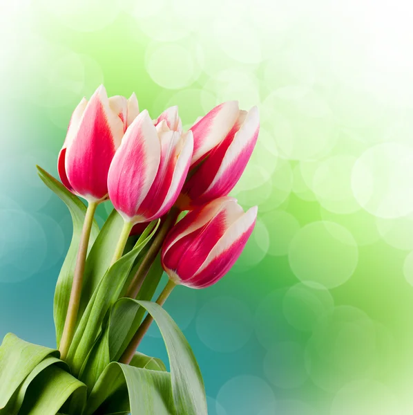 Tulipani. carta regalo. — Foto Stock