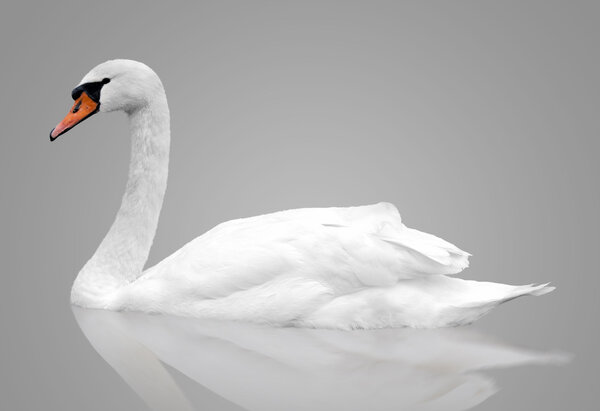 White swan floats in water