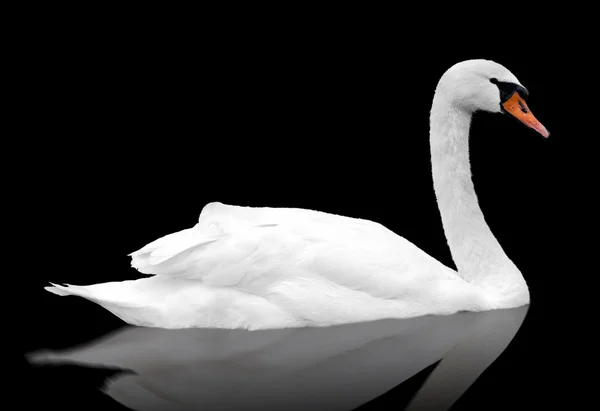 Cisne branco flutua na água. — Fotografia de Stock