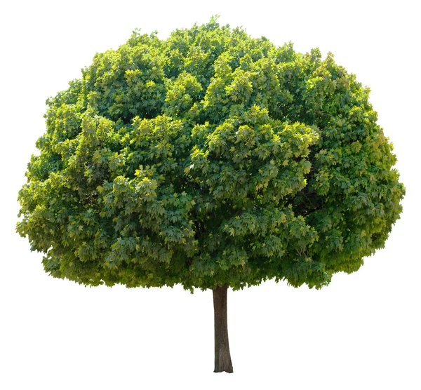 Maple tree. — Stock Photo, Image