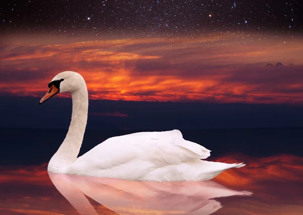 Cygne blanc nage dans un étang au coucher du soleil. — Photo