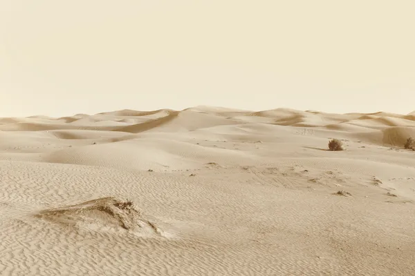 Duinen in woestijn — Stockfoto