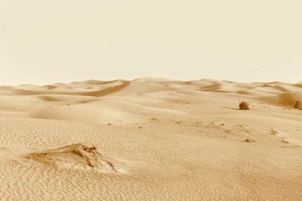 Dunes dans le désert — Photo