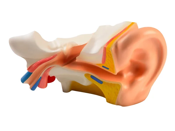 Anatomical Model ear — Stock Vector