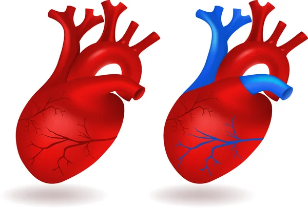 Modello di cuore umano — Vettoriale Stock