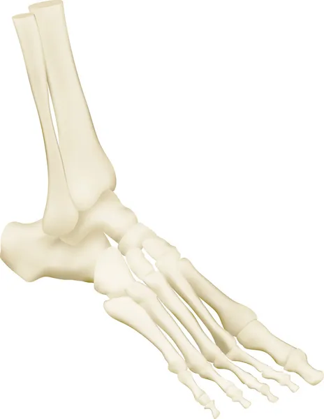 insan ayak kemiği anatomisi