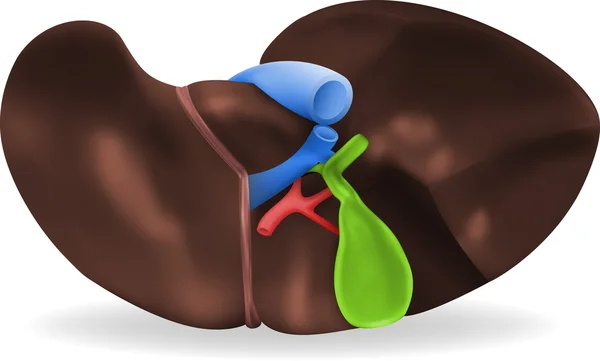 Menselijke lever illustratie — Stockvector