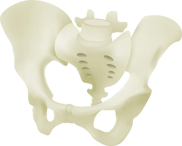 Female pelvis model — Stock Vector