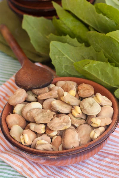 蚕豆和菊苣 — 图库照片