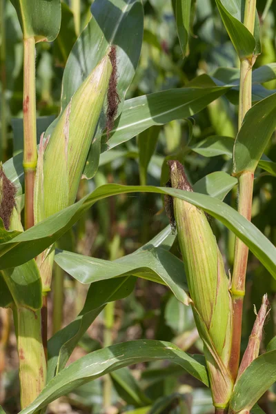 Corn — Stock Photo, Image