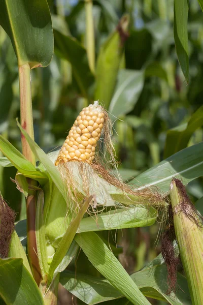 Corn — Stock Photo, Image