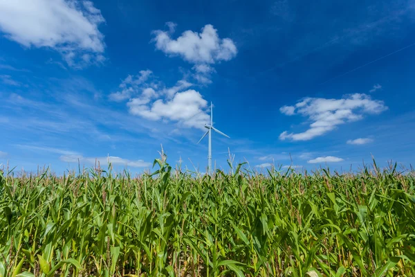 Corn field — Stock Photo, Image