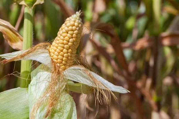 Corn — Stock Photo, Image