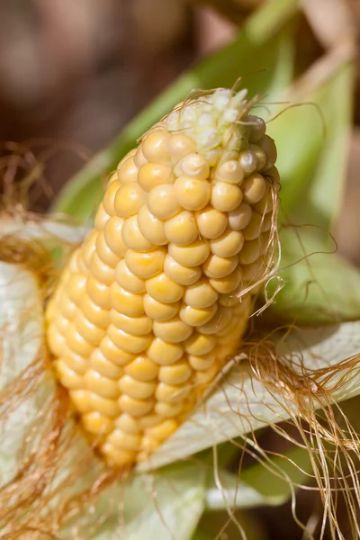 Corn — Stock Photo, Image