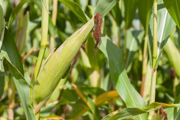 Corn — Stock Photo, Image