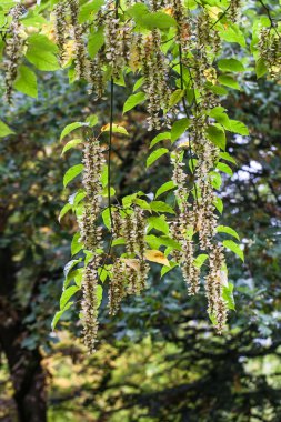 Sonbahar Yaprakları