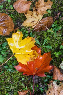 Sonbahar Yaprakları