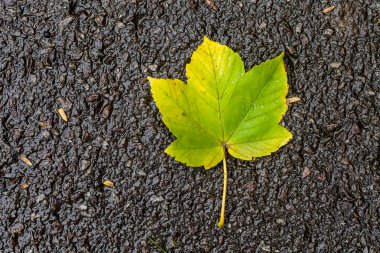 Sonbahar Yaprakları