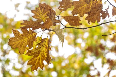 Sonbahar Yaprakları