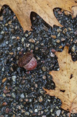 Sonbahar Yaprakları