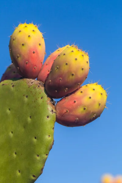 Prickly pear — Stock Photo, Image