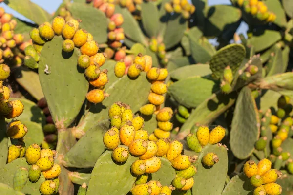 Prickly pear — Stock Photo, Image