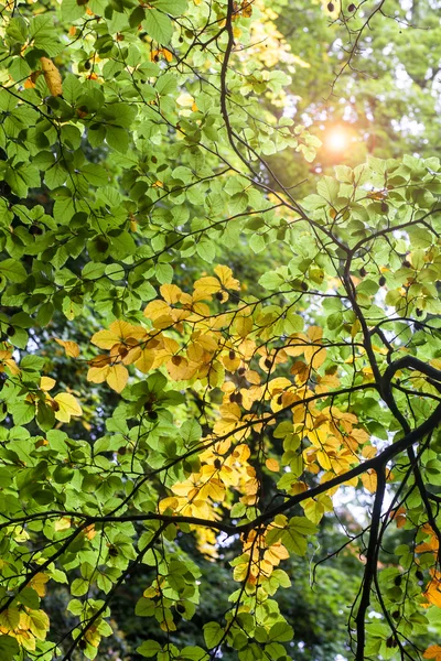 Herbstblätter — Stockfoto