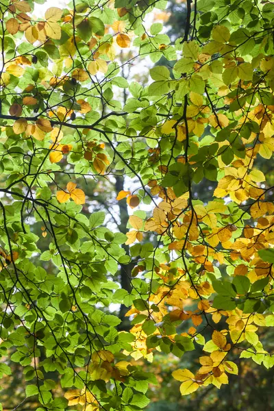 Herbstblätter — Stockfoto