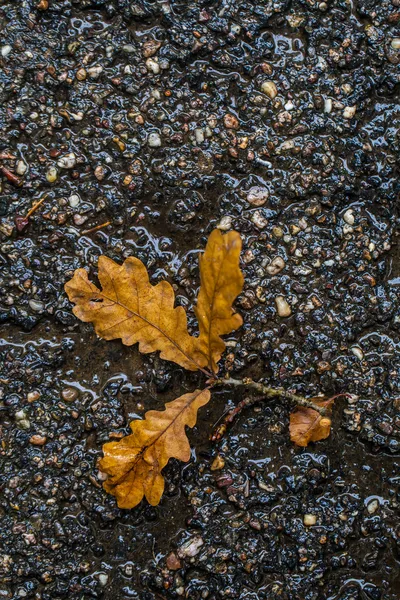 Hojas de otoño —  Fotos de Stock