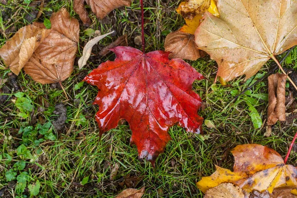 Feuilles d'automne — Photo