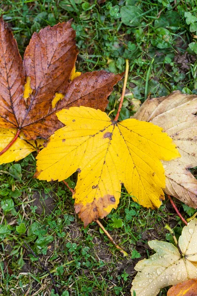 Sonbahar Yaprakları — Stok fotoğraf