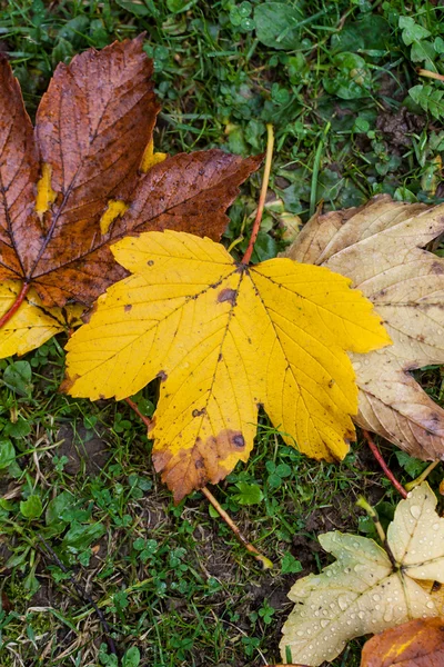 Hojas de otoño —  Fotos de Stock