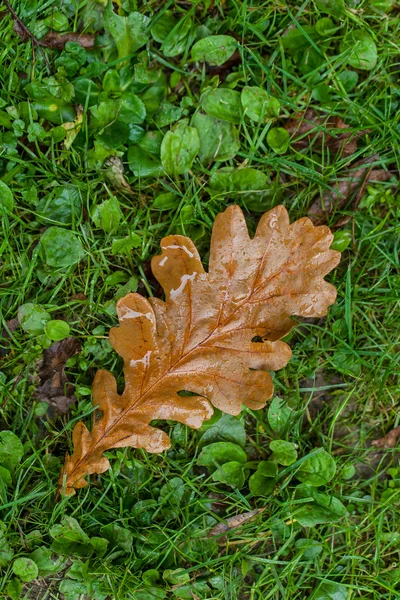 Autumn leaves — Stock Photo, Image