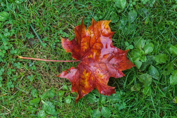 Frunze de toamnă — Fotografie, imagine de stoc