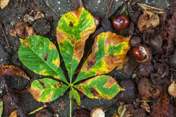 Hojas de otoño —  Fotos de Stock