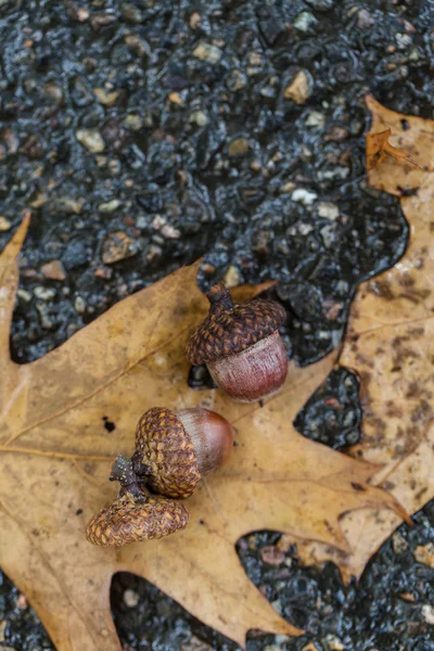 Autumn leaves — Stock Photo, Image