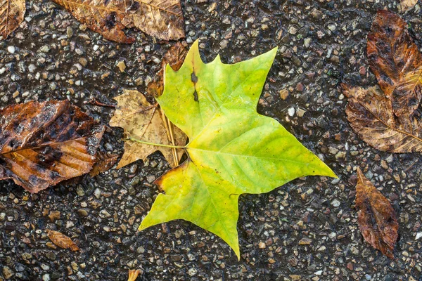 Höstlöv — Stockfoto