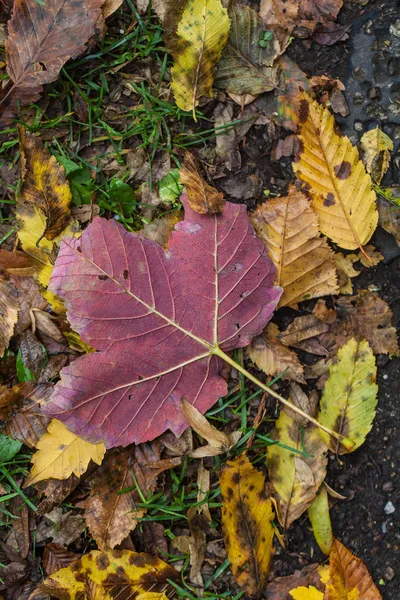 Feuilles d'automne — Photo