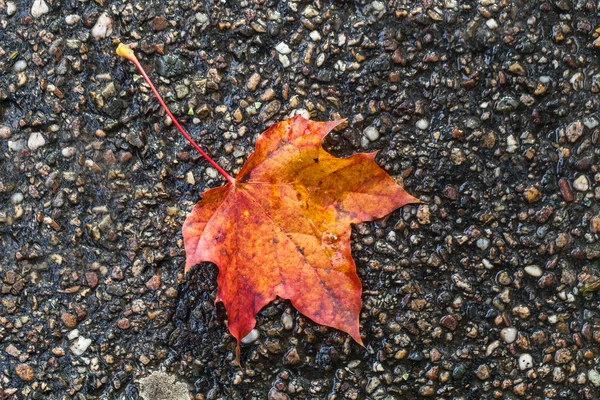 Hojas de otoño —  Fotos de Stock