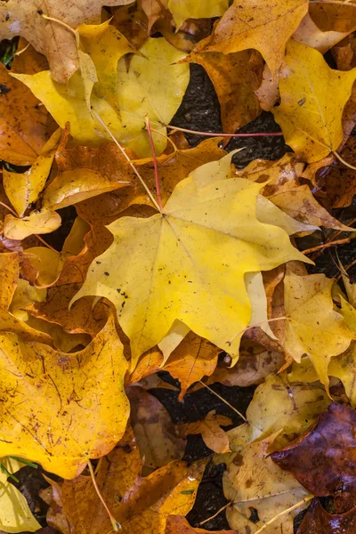 Hojas de otoño —  Fotos de Stock