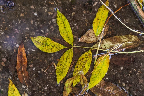 Hojas de otoño —  Fotos de Stock