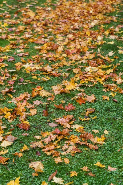Autumn leaves Royalty Free Stock Photos